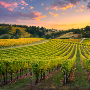 Adelaide’s Wine Country Windows: Climate-Perfect Double Glazing