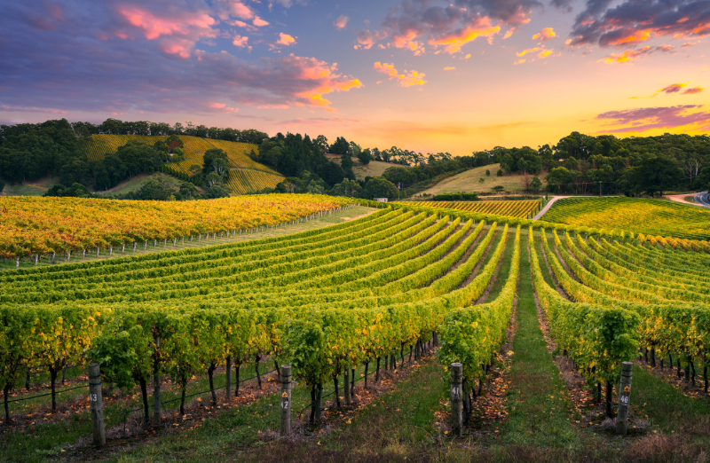 Adelaide’s Wine Country Windows: Climate-Perfect Double Glazing
